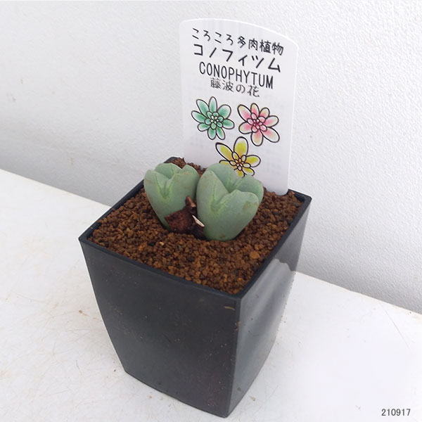 コノフィツム:藤波の花3号鉢植え