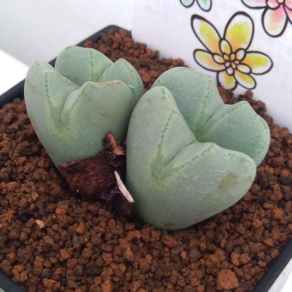 コノフィツム:藤波の花3号鉢植え