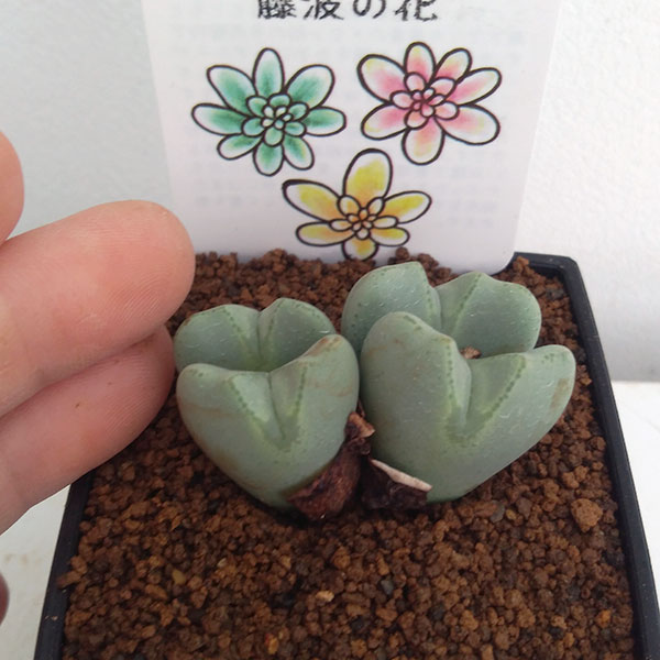 コノフィツム:藤波の花3号鉢植え