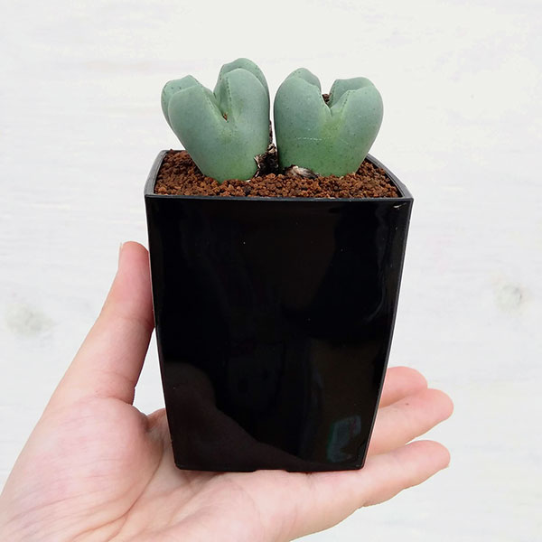 コノフィツム:藤波の花3号鉢植え