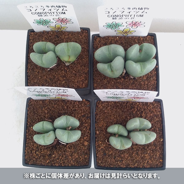 コノフィツム:藤波の花3号鉢植え