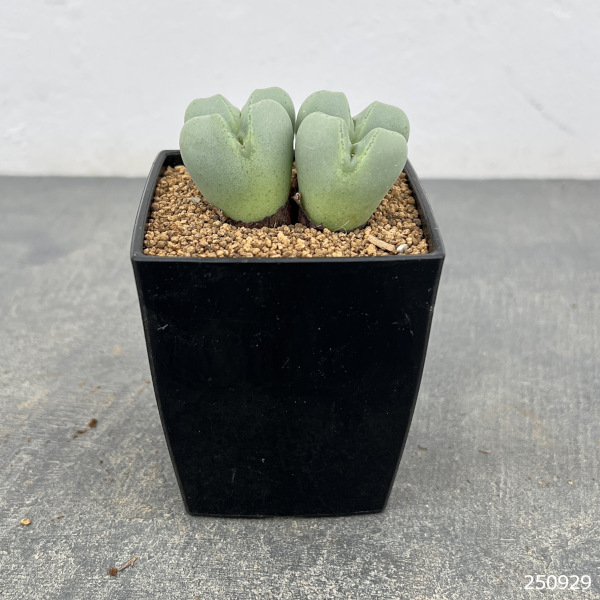 コノフィツム:藤波の花3号鉢植え