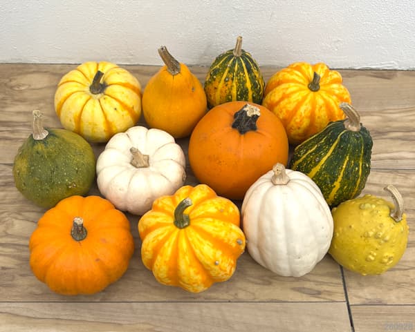ハロウィン用おもちゃかぼちゃ:フルーツミックス2L 2個セット