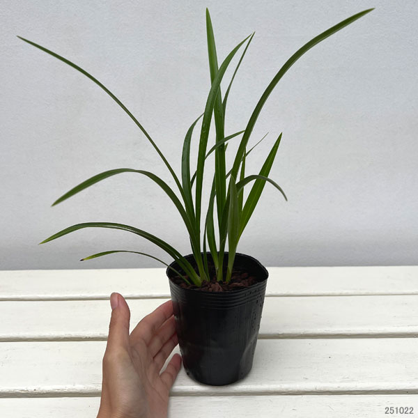 ワラン（和蘭）：冬時雨（ふゆしぐれ）3号ポット