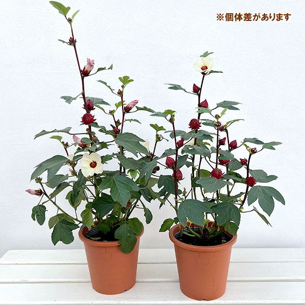 ローゼル・ピンク　5号鉢植え