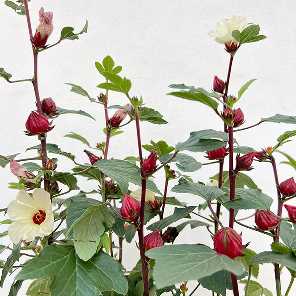 ローゼル・ピンク　5号鉢植え