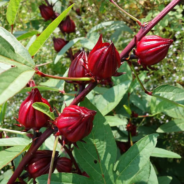 ローゼル・ピンク　5号鉢植え