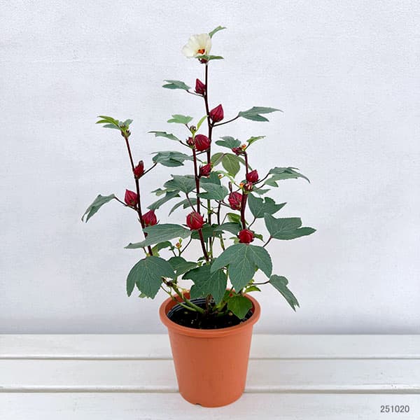 ローゼル・ピンク　5号鉢植え