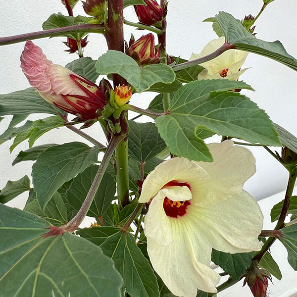 ローゼル・ピンク　5号鉢植え