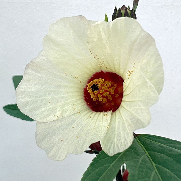 ローゼル・ピンク　5号鉢植え