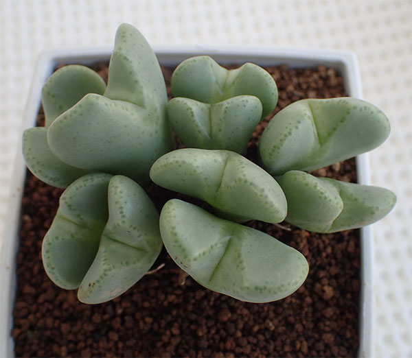 コノフィツム：桃園3号鉢植え