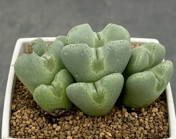 コノフィツム：桃園3号鉢植え