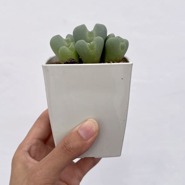 コノフィツム：桃園3号鉢植え