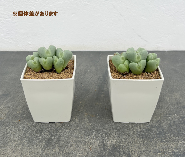 コノフィツム：桃園3号鉢植え