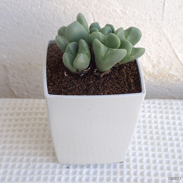 コノフィツム：桃園3号鉢植え