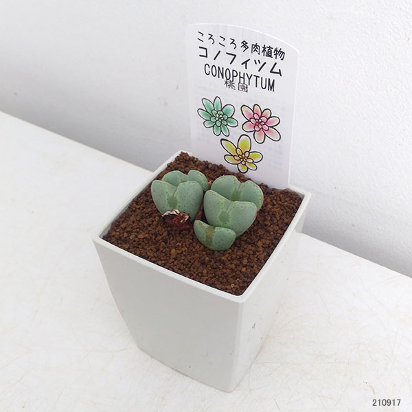 コノフィツム：桃園3号鉢植え