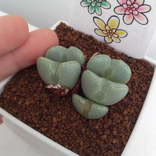 コノフィツム：桃園3号鉢植え