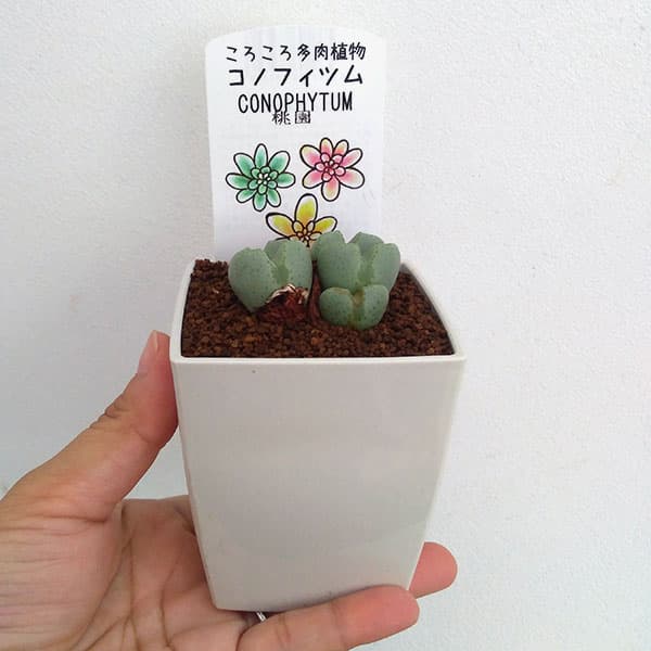 コノフィツム：桃園3号鉢植え