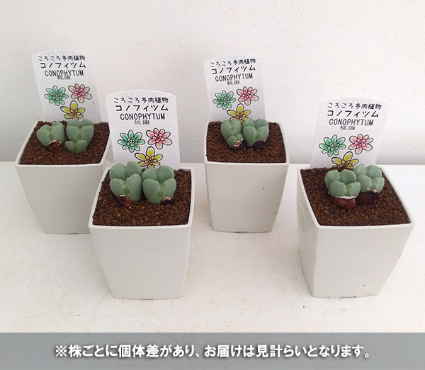 コノフィツム：桃園3号鉢植え