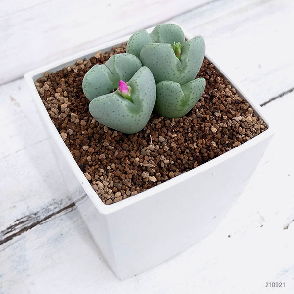 コノフィツム：桃園3号鉢植え