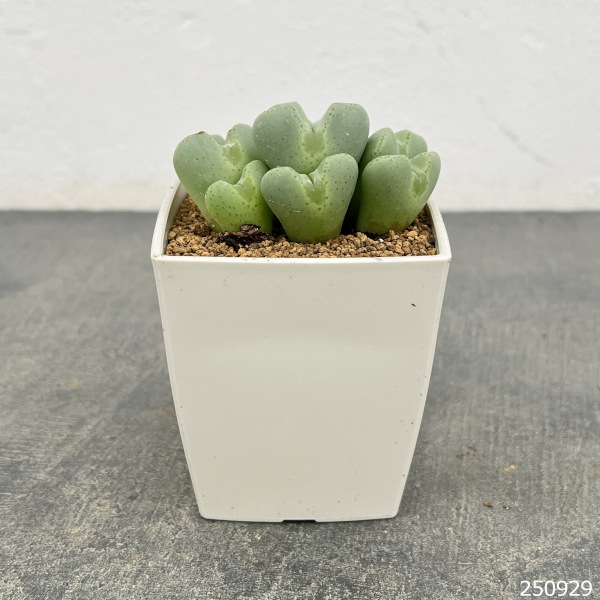 コノフィツム：桃園3号鉢植え