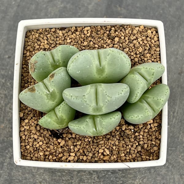 コノフィツム：桃園3号鉢植え