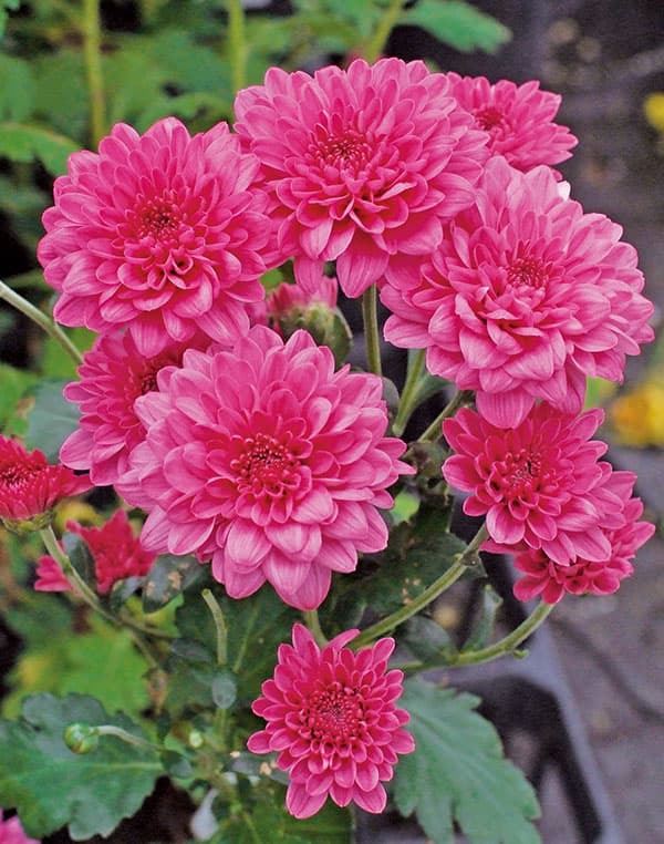 バリエッタマム(花付き菊苗):ゼット3.5号ポット