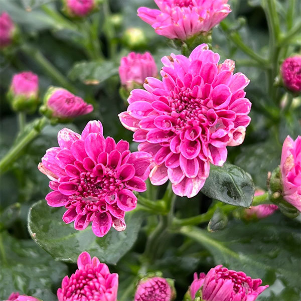 バリエッタマム(花付き菊苗):ゼット3.5号ポット