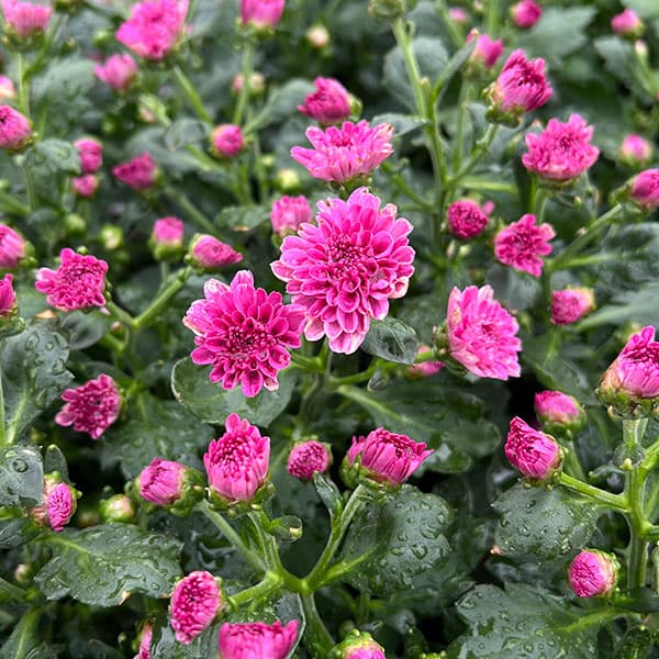 バリエッタマム(花付き菊苗):ゼット3.5号ポット