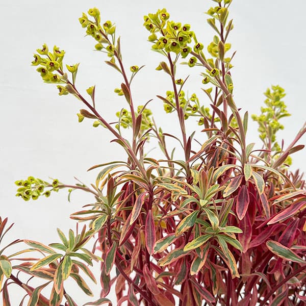 ユーフォルビア：ゴールデンレインボー3号ポット