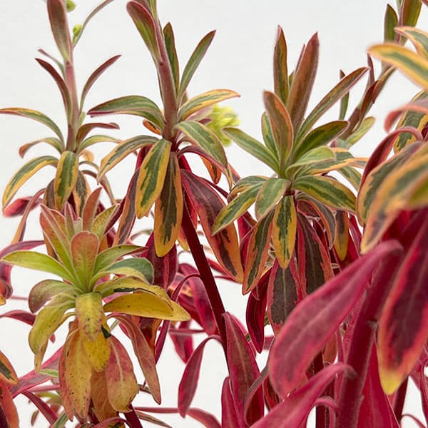 ユーフォルビア：ゴールデンレインボー3号ポット