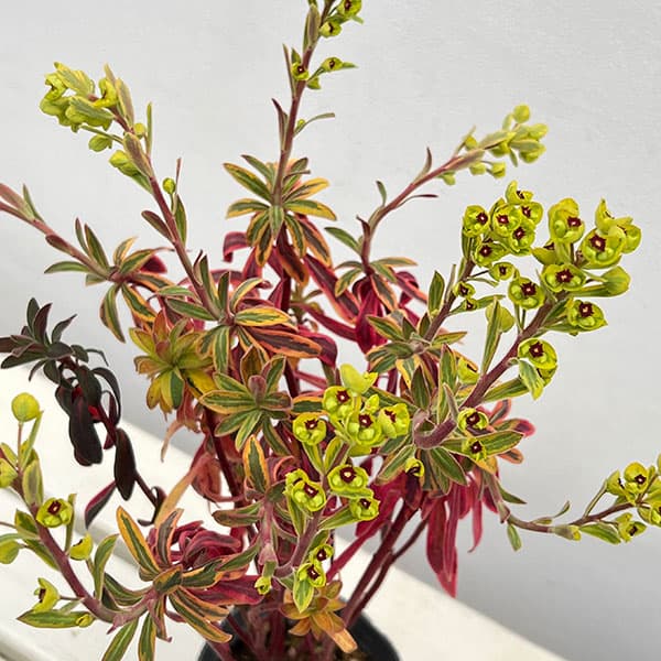 ユーフォルビア：ゴールデンレインボー3号ポット