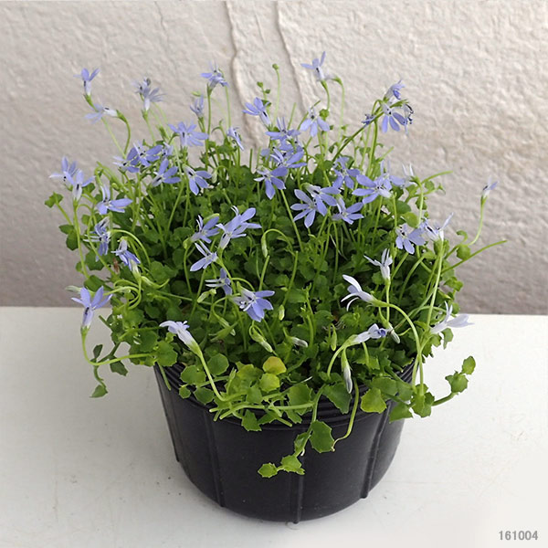 ロベリア：ブルーニンフ3.5号ポット