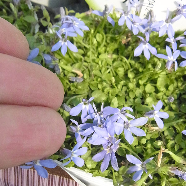 ロベリア：ブルーニンフ3.5号ポット