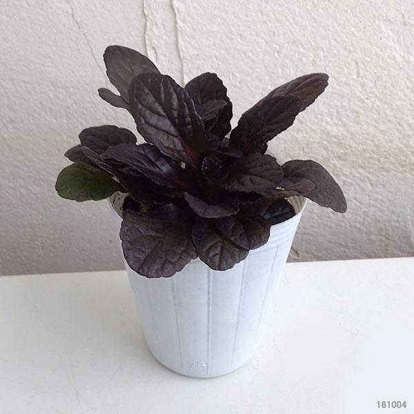 アジュガ：ブロンズビューティー2.5号ポット