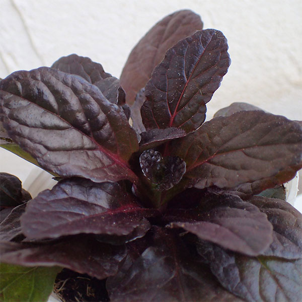 アジュガ：ブロンズビューティー2.5号ポット 2株セット