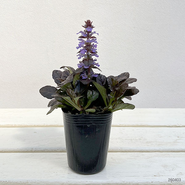 アジュガ：ブロンズビューティー2.5号ポット 2株セット