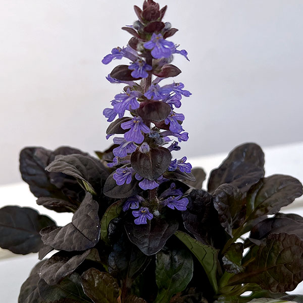 アジュガ：ブロンズビューティー2.5号ポット 2株セット