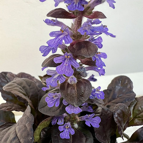 アジュガ：ブロンズビューティー2.5号ポット 2株セット