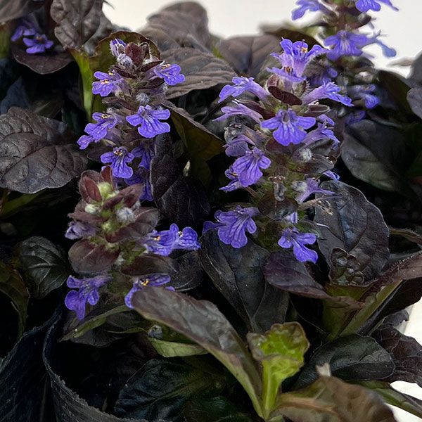 アジュガ：ブロンズビューティー2.5号ポット 2株セット