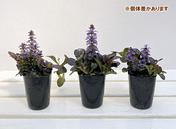 アジュガ：ブロンズビューティー2.5号ポット 2株セット