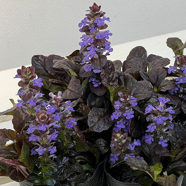 アジュガ：ブロンズビューティー2.5号ポット 2株セット