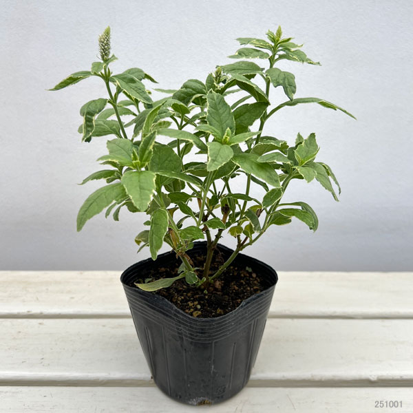 ベロニカ斑入り:シャーロット3.5号ポット