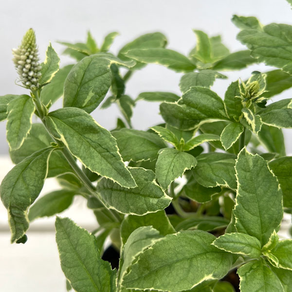 ベロニカ斑入り:シャーロット3.5号ポット