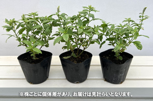 ベロニカ斑入り:シャーロット3.5号ポット