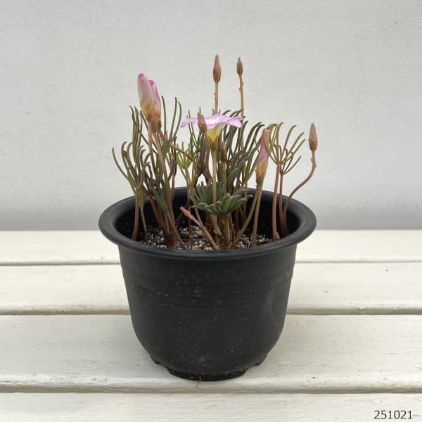 オキザリス:パルマピンク4号ポット