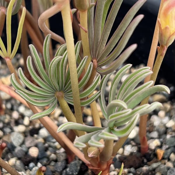 オキザリス:パルマピンク4号ポット