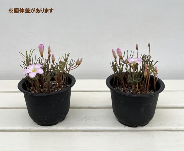 オキザリス:パルマピンク4号ポット