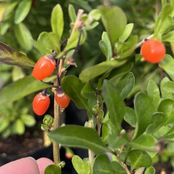 クコ（枸杞）：ウルフベリー4～5号ポット＊＊