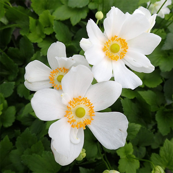 シュウメイギク（秋明菊）：白花一重3.5号ポット
